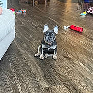 Tilly is registered to the contest to win money with this photo: puppy, dog, french_bulldog, indoor, wooden_floor, toys, pet, small_dog, flooring, couch, collar, home_interior, furniture, play_toys, cute, sitting, ears, looking, domestic_animal, pet_toy