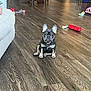 puppy, dog, french_bulldog, indoor, wooden_floor, toys, pet, small_dog, flooring, couch, collar, home_interior, furniture, play_toys, cute, sitting, ears, looking, domestic_animal, pet_toy