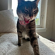 Harley joined the competition — help win amazing prizes! animal, bed, blanket, cat, collar, cozy, cute, feline, fur, home, indoor, mammal, paw, pet, relaxed, stretching, sunlight, tongue, whiskers, window