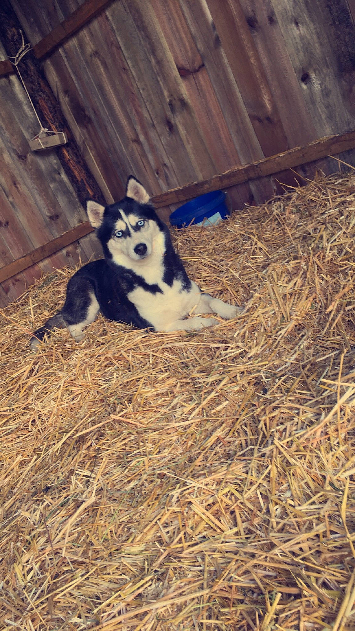 Haika participe au concours pour gagner de l'argent avec cette photo : alaskan_klee_kai, canidae, carnivore, companion_dog, dog, dog_breed, fur, hay, home_fencing, iris, miniature_siberian_husky, sled_dog, snout, straw, terrestrial_animal, wood, wood_stain, working_dog