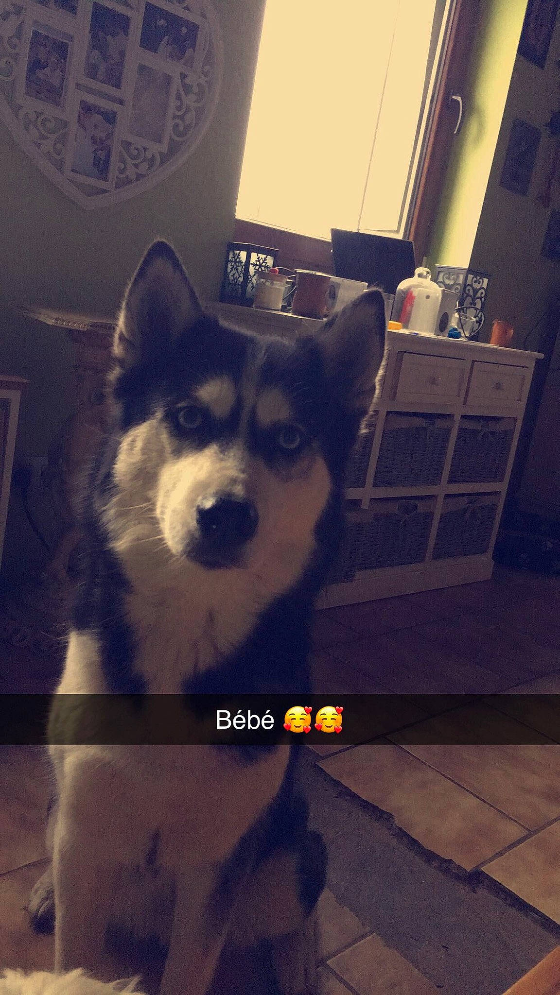 Haika a rejoint le concours — aidez-le/la à gagner de superbes lots ! cabinetry, canidae, carnivore, dog, dog_breed, dog_supply, floor, flooring, fur, home, interior_design, lamp, sled_dog, snout, terrestrial_animal, tile, wall, whiskers, working_animal