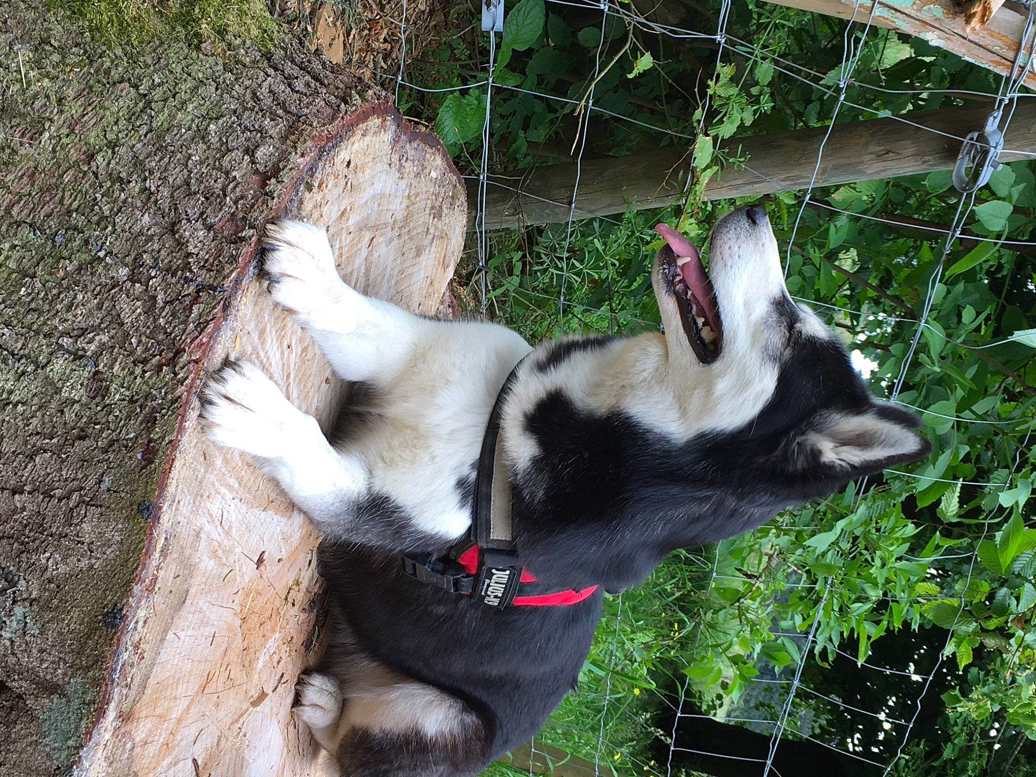 Haika a rejoint le concours — aidez-le/la à gagner de superbes lots ! canidae, carnivore, chain_link_fencing, collar, dog, dog_breed, dog_collar, fur, leash, mesh, pet_supply, sled_dog, snout, tail, terrestrial_animal, wire_fencing, working_animal