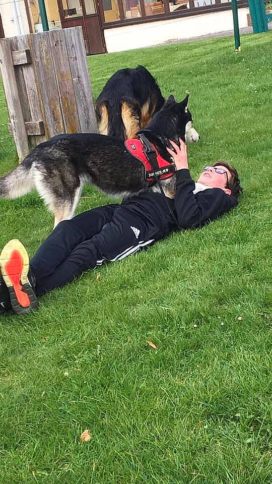 Haika a rejoint le concours — aidez-le/la à gagner de superbes lots ! athletic_shoe, canidae, carmine, carnivore, collar, companion_dog, dog, dog_breed, dog_clothes, dog_supply, grass, herding_dog, human, lawn, pet_supply, shoe, sporting_group, vertebrate, walking_shoe, working_animal