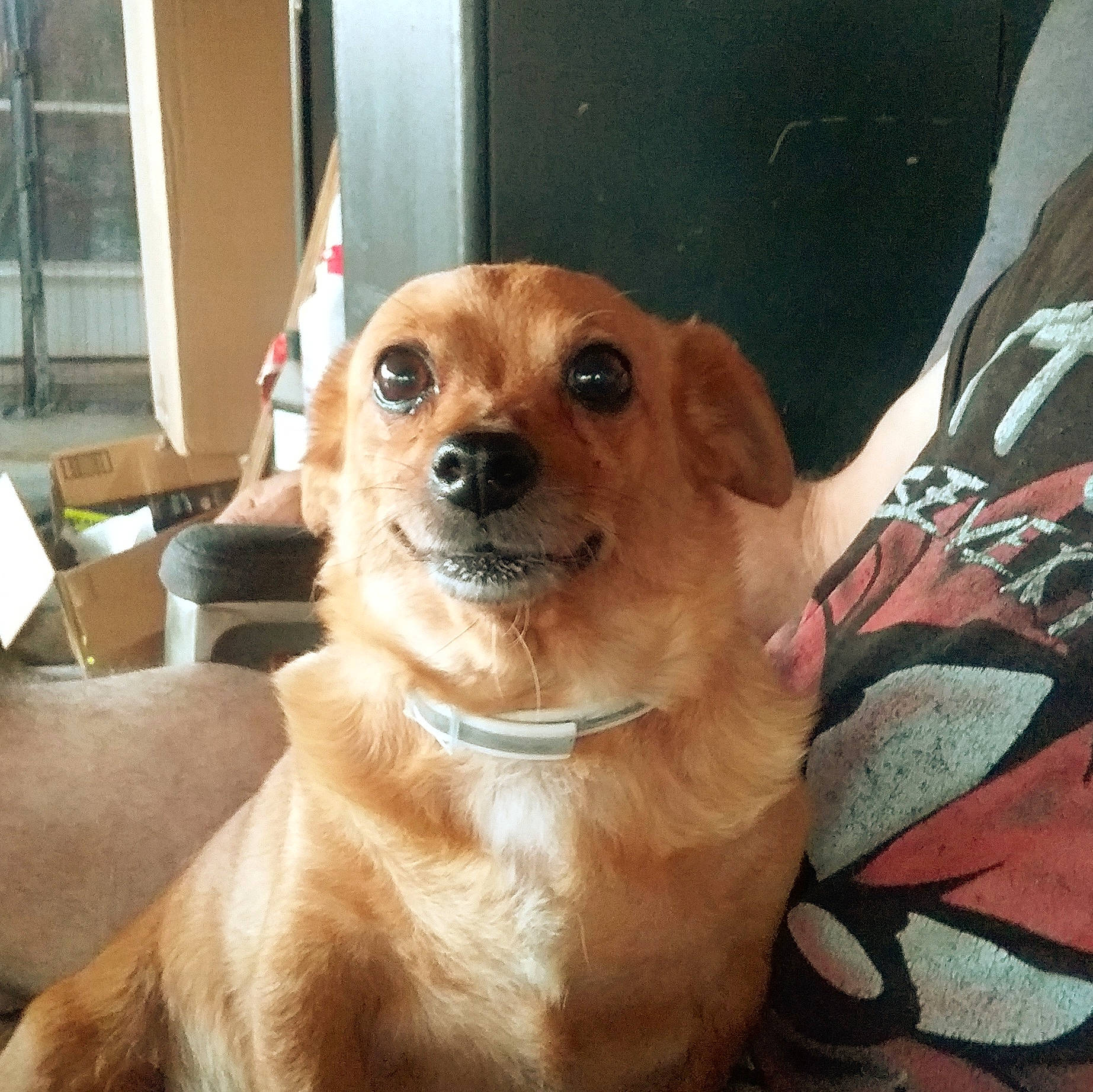 Ally is registered to the contest to win money with this photo: ancient_dog_breeds, canidae, carnivore, companion_dog, dog, dog_breed, door, fawn, fur, hat, liver, snout, sporting_group, terrestrial_animal, toy_dog, whiskers, working_animal