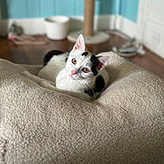Lilac is registered to the contest to win money with this photo: cat, black_and_white, pet, indoor, cozy, blanket, curious, feline, scratching_post, soft_texture, resting, animal, cute, domestic, wood_floor, background_blur, ears, whiskers, pink_nose, relaxed