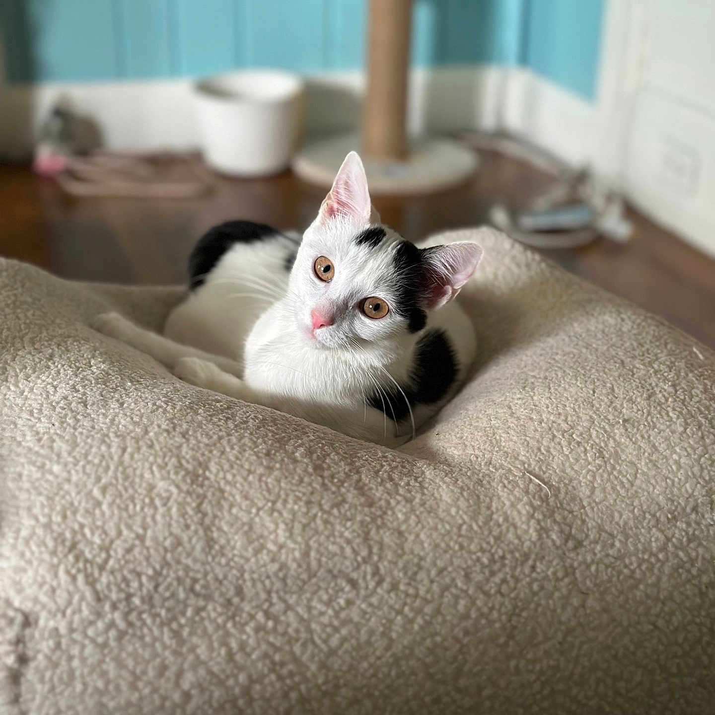 Lilac is registered to the contest to win money with this photo: cat, black_and_white, pet, indoor, cozy, blanket, curious, feline, scratching_post, soft_texture, resting, animal, cute, domestic, wood_floor, background_blur, ears, whiskers, pink_nose, relaxed