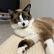 Appy participe au concours pour gagner de l'argent avec cette photo : cat, blue_eyes, relaxed, close_up, indoor, feline, white_fur, brown_fur, paw, nose_spot, whiskers, couch, living_room, pet, mammal, domestic_animal, fur, animal, cute, portrait