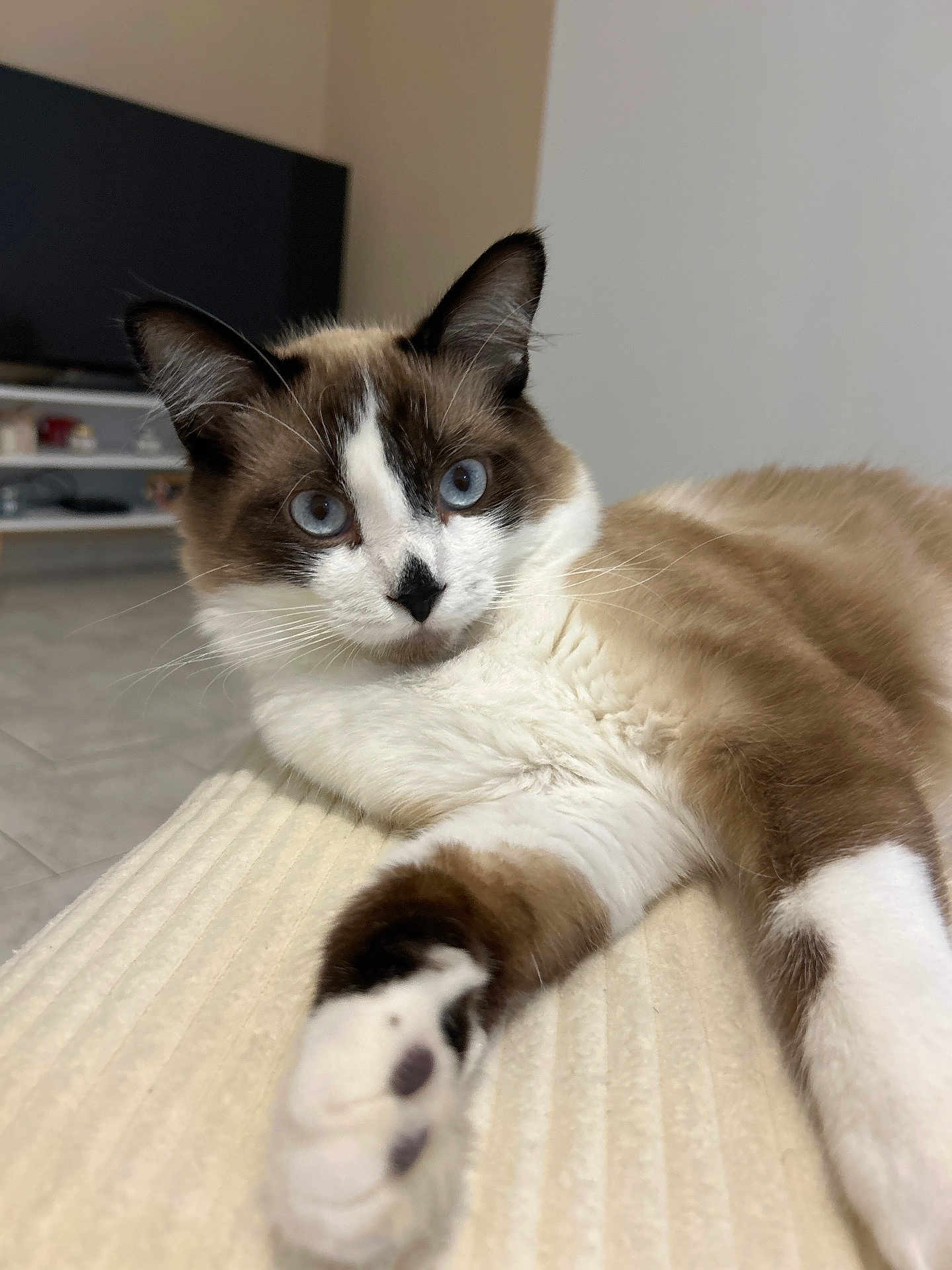 Appy participe au concours pour gagner de l'argent avec cette photo : cat, blue_eyes, relaxed, close_up, indoor, feline, white_fur, brown_fur, paw, nose_spot, whiskers, couch, living_room, pet, mammal, domestic_animal, fur, animal, cute, portrait