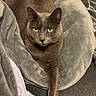 animal, bed, cat, comfort, cozy, cute, feline, fur, gray_cat, green_eyes, home, indoor, looking_at_camera, paw, pet_bed, plush, relaxed, resting, sleeping_area, soft_texture
