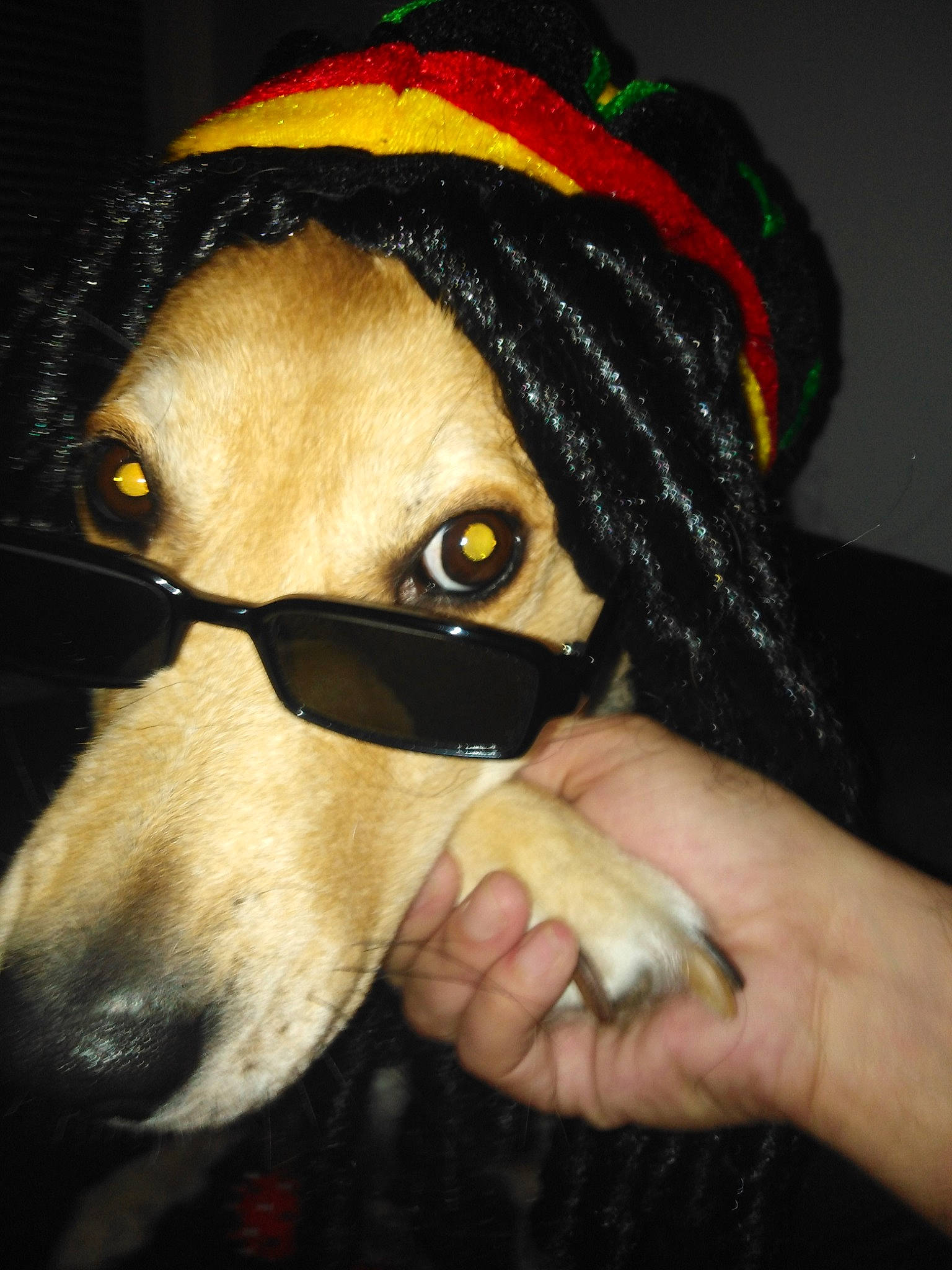 Mya participe au concours pour gagner de l'argent avec cette photo : audio_equipment, cap, carnivore, companion_dog, costume, costume_hat, dog, dog_breed, eyebrow, eyelash, eyewear, fashion_accessory, fawn, fur, nail, personal_protective_equipment, snout, sunglasses, vision_care, working_animal