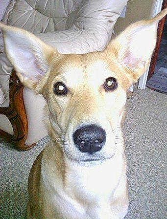 Mya a rejoint le concours — aidez-le/la à gagner de superbes lots ! ancient_dog_breeds, canidae, carnivore, collar, companion_dog, dog, dog_breed, dog_collar, ear, fawn, fur, non_sporting_group, snout, sporting_group, whiskers, working_animal