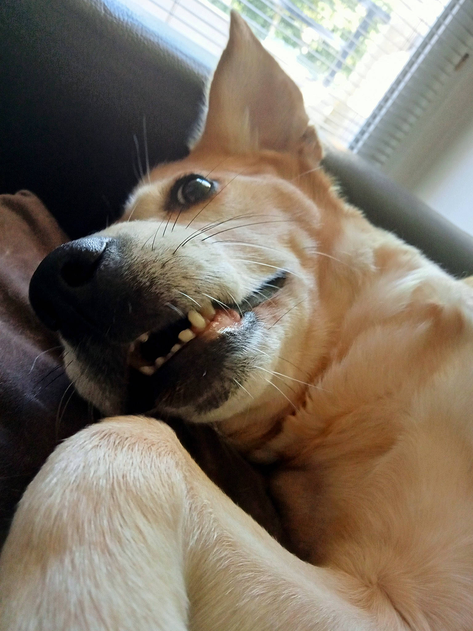 Mya participe au concours pour gagner de l'argent avec cette photo : canidae, carnivore, collar, companion_dog, dog, dog_breed, ear, fang, fawn, foot, fur, jaw, liver, snout, spitz, sporting_group, terrestrial_animal, whiskers, window, working_animal