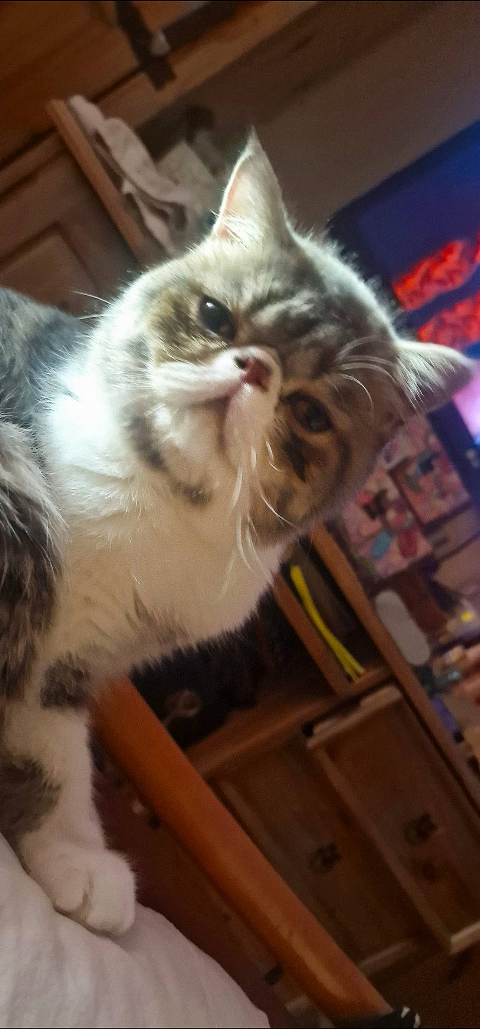 Chad joined the competition — help win amazing prizes! carnivore, cat, chair, claw, domestic_short_haired_cat, felidae, fur, hardwood, paw, plant, small_to_medium_sized_cats, snout, tail, whiskers, wood