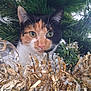 cat, calico_cat, greenery, pine_branches, tinsel, ornament, holiday_decor, festive, close_up, pet, animal, whiskers, face, curious, indoor, christmas, decoration, feline, cute, nature