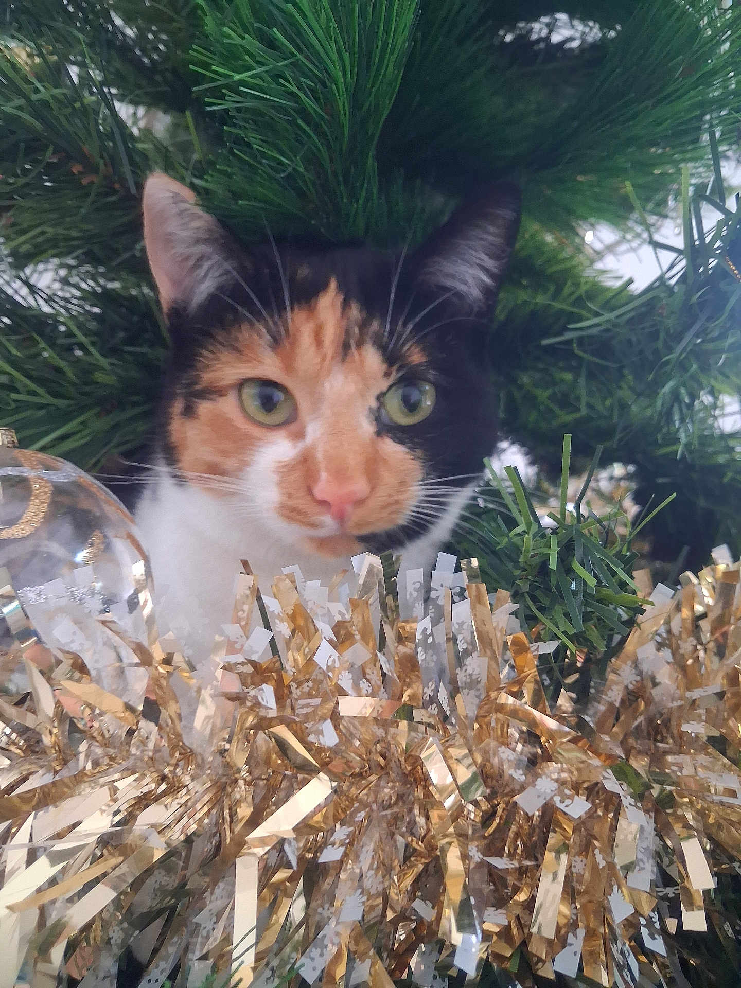 Volfie a rejoint le concours — aidez-le/la à gagner de superbes lots ! cat, calico_cat, greenery, pine_branches, tinsel, ornament, holiday_decor, festive, close_up, pet, animal, whiskers, face, curious, indoor, christmas, decoration, feline, cute, nature