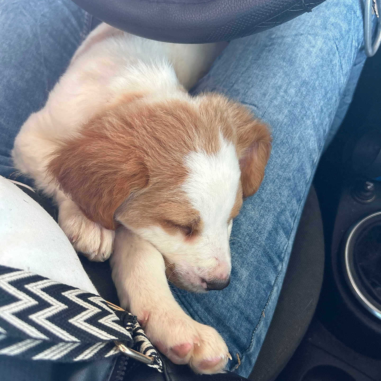 Naya participe au concours pour gagner de l'argent avec cette photo : accessories, animal, beagle, belt, blanket, canine, clothing, cockerspaniel, cushion, dog, homedecor, hound, jeans, pants, person, pet, puppy, sleeping, transportation, vehicle