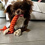 animal, background, brown, couch, cozy, dog, ears, floor, fur, home, indoor, lying_down, person, pet, playful, rope, tile, tongue, toy, white