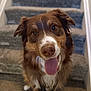 animal, brown_dog, canine, carpet, close_up, cute, dog, domestic_animal, ears, friendly, front_paws, fur, happy, indoor, looking_up, pet, playful, snout, stairs, tongue_out