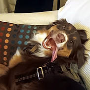 Crüe is registered to the contest to win money with this photo: animal, brown_fur, canine, collar, companion, couch, dog, domestic_animal, expression, fur, happy, indoor, pet, pillow, playful, polka_dot, relaxed, seat, smiling, tongue