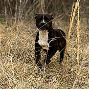 Luna is registered to the contest to win money with this photo: dog, black_dog, white_chest, outdoor, dry_grass, field, nature, animal, standing, canine, pets, wild, brown, seasonal, grass, summer, alone, daylight, fur, muzzle