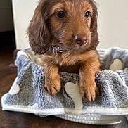 Hank is registered to the contest to win money with this photo: puppy, dog, brown_fur, dachshund, pet, collar, blanket, bed, indoor, wooden_floor, paws, cute, closeup, portrait, floppy_ears, wet_nose, big_eyes, fur_texture, cozy, small_animal