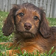 Hank is registered to the contest to win money with this photo: adorable, animal, backyard, brown, canine, cute, dog, ears, eyes, face, fence, fur, grass, lying_down, nature, outdoor, pet, portrait, puppy, young