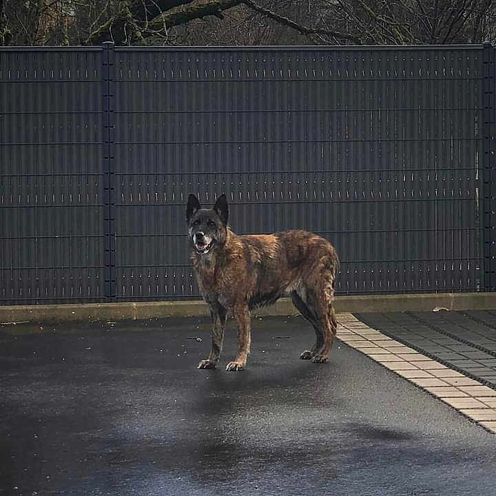 Hissy a rejoint le concours — aidez-le/la à gagner de superbes lots ! animal, boxer, bulldog, canine, coyote, dog, fence, frenchbulldog, germanshepherd, outdoors, person, pet, plant, policedog, racket, sport, tennis, tennisracket, tree, walkingdog