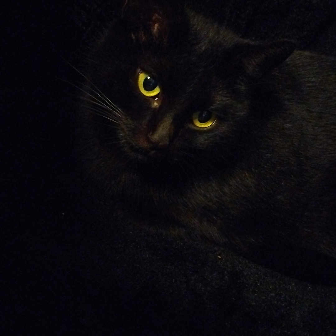 Lucky participe au concours pour gagner de l'argent avec cette photo : animal, blackcat, cat, pet, silhouette