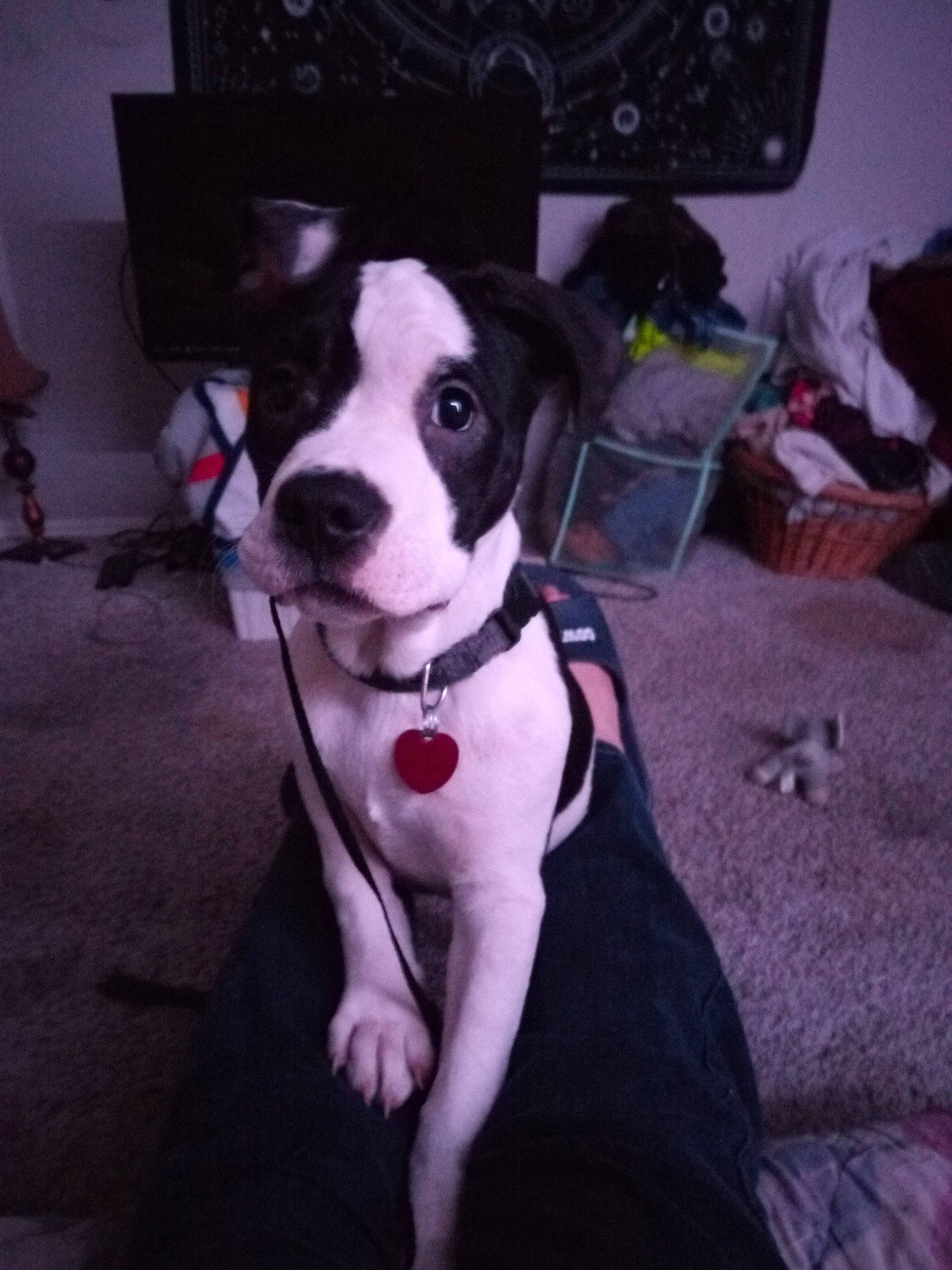 Mr. Noseybritches joined the competition — help win amazing prizes! bow_tie, canidae, carnivore, chair, collar, companion_dog, dog, dog_breed, dog_collar, dog_supply, fashion_accessory, fawn, fur, leash, picture_frame, snout, sporting_group, tail, whiskers, working_animal