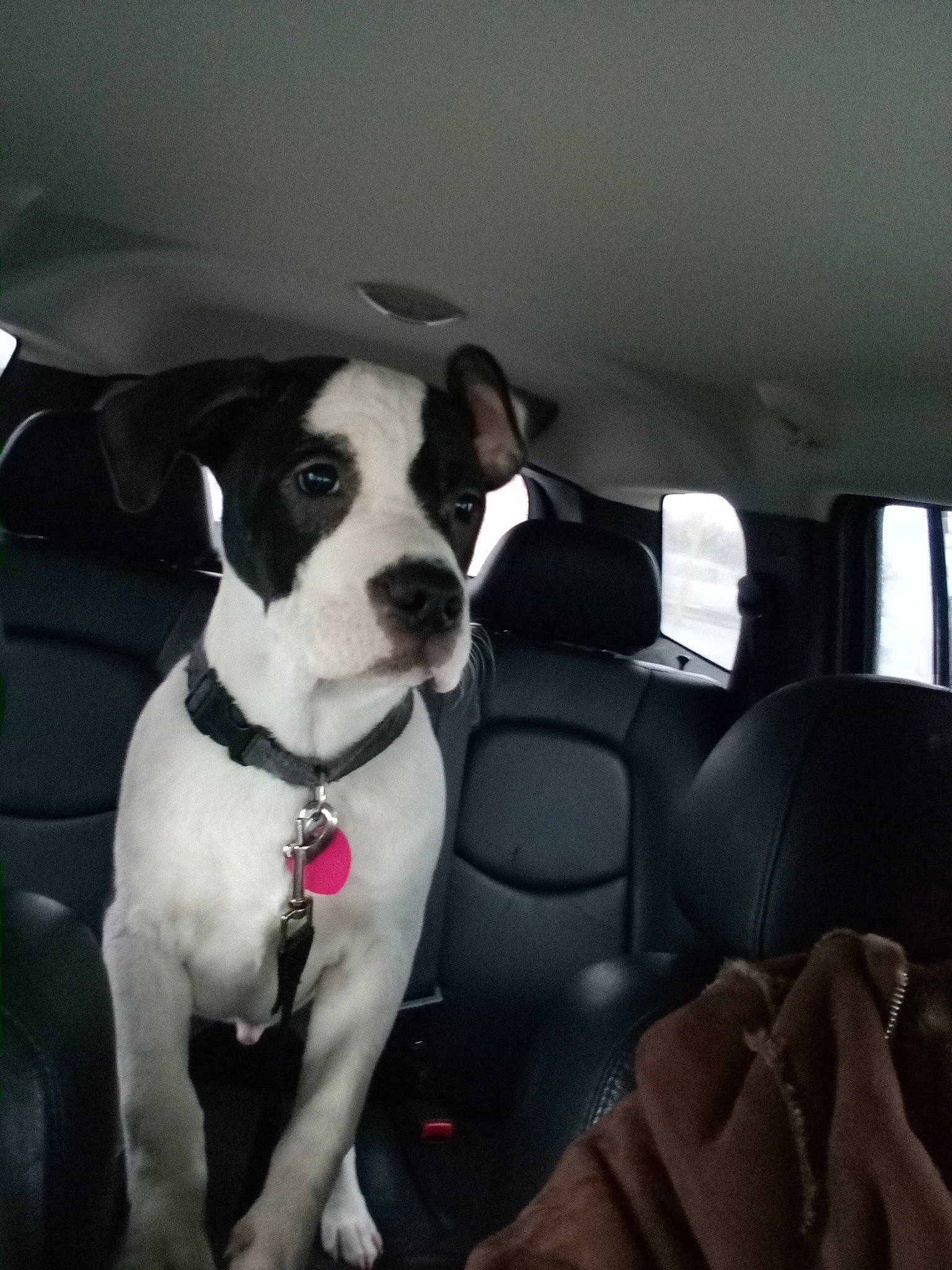 Mr. Noseybritches joined the competition — help win amazing prizes! auto_part, canidae, car, car_seat, car_seat_cover, carnivore, collar, comfort, companion_dog, dog, dog_breed, dog_collar, family_car, head_restraint, sporting_group, vehicle, vehicle_door, whiskers, window, working_animal