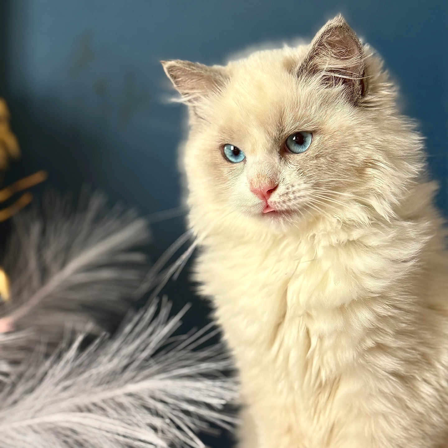 Azizam participe au concours pour gagner de l'argent avec cette photo : animal, beautiful, blue_eyes, calm, cat, close_up, cream_color, cute, domestic_cat, feathers, feline, fluffy, fur, indoor, looking_away, majestic, pet, portrait, soft_background, whiskers