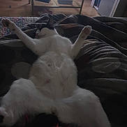 Cookie joined the competition — help win amazing prizes! animal, black_and_white_cat, blanket, cat, comfortable, cozy, four_legs, furniture, home, indoor, lying_down, paw, pet, relaxed, resting, sleepy, stretching, table, white_cat, wooden_floor