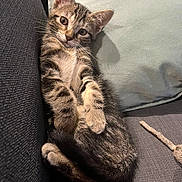 Bibule a rejoint le concours — aidez-le/la à gagner de superbes lots ! adorable, animal, cat, couch, cozy, cushion, cute, ears, feline, fur, indoor, kitten, lying_down, paws, pet, relaxed, small, tabby, whiskers, young