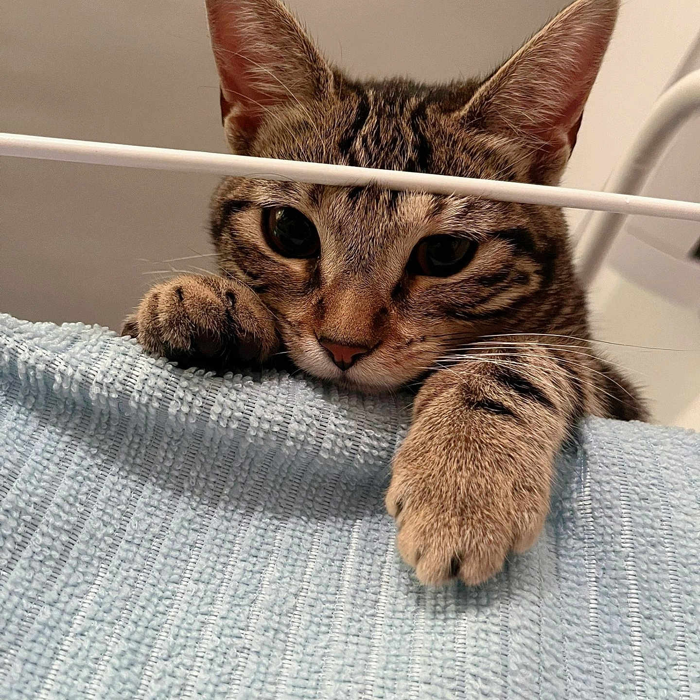 Bibule participe au concours pour gagner de l'argent avec cette photo : animal, cat, claws, closeup, curious, cute, ears, fabric, feline, indoor, nose, paw, pet, playful, resting, soft, striped, tabby, texture, whiskers