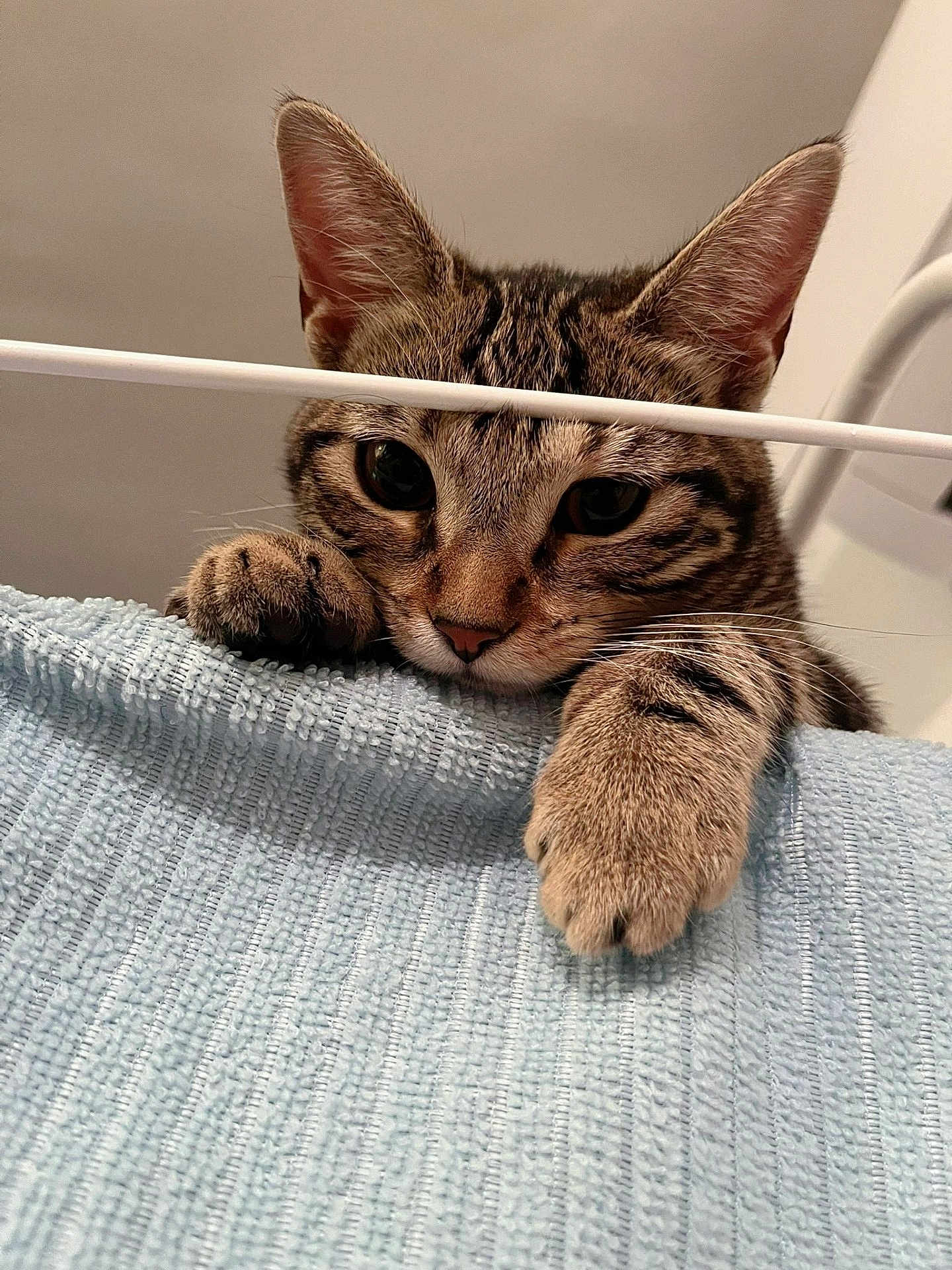 Bibule participe au concours pour gagner de l'argent avec cette photo : animal, cat, claws, closeup, curious, cute, ears, fabric, feline, indoor, nose, paw, pet, playful, resting, soft, striped, tabby, texture, whiskers