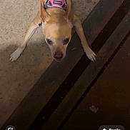 Daisy is registered to the contest to win money with this photo: animal, brown_dog, canine, closeup, companion, curious, cute, dog, domestic_animal, ears, floor, indoor, looking_up, paws, pet, pink_harness, small_dog, snout, standing, striped_mat