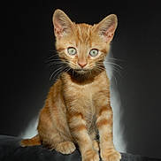 Kitty participe au concours pour gagner de l'argent avec cette photo : kitten, orange_tabby, cat, pet, animal, whiskers, ears, eyes, fur, sitting, portrait, cute, domestic_cat, feline, young, indoor, shadow, soft_light, curious, small