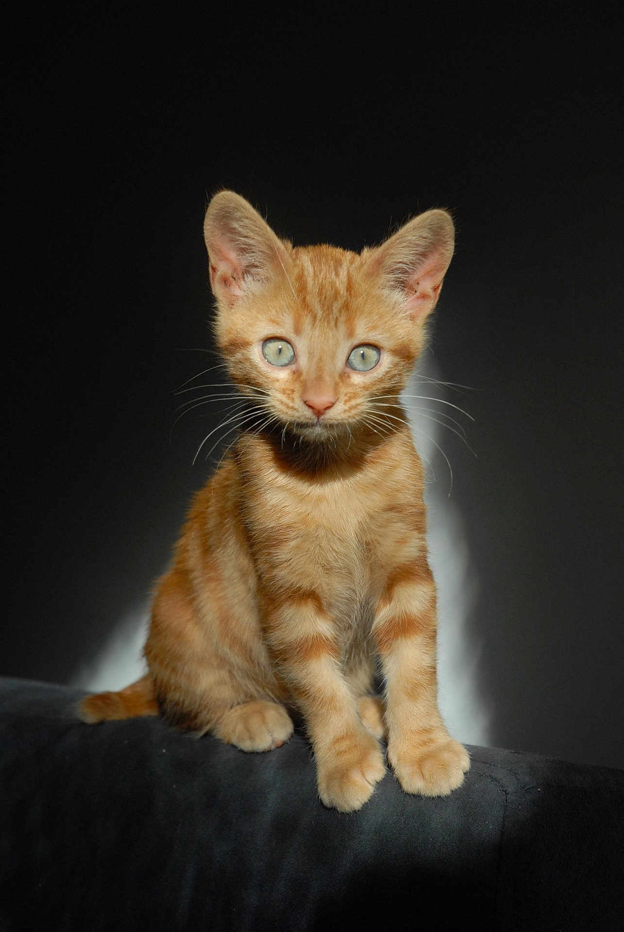 Kitty participe au concours pour gagner de l'argent avec cette photo : kitten, orange_tabby, cat, pet, animal, whiskers, ears, eyes, fur, sitting, portrait, cute, domestic_cat, feline, young, indoor, shadow, soft_light, curious, small