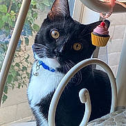 Sir.meow is registered to the contest to win money with this photo: cat, tuxedo_cat, pet, indoor, window, curious, yellow_eyes, collar, bell, bed_frame, cupcake_charm, whiskers, black_and_white, feline, portrait, close_up, domestic_animal, cute, head_tilt, soft_light