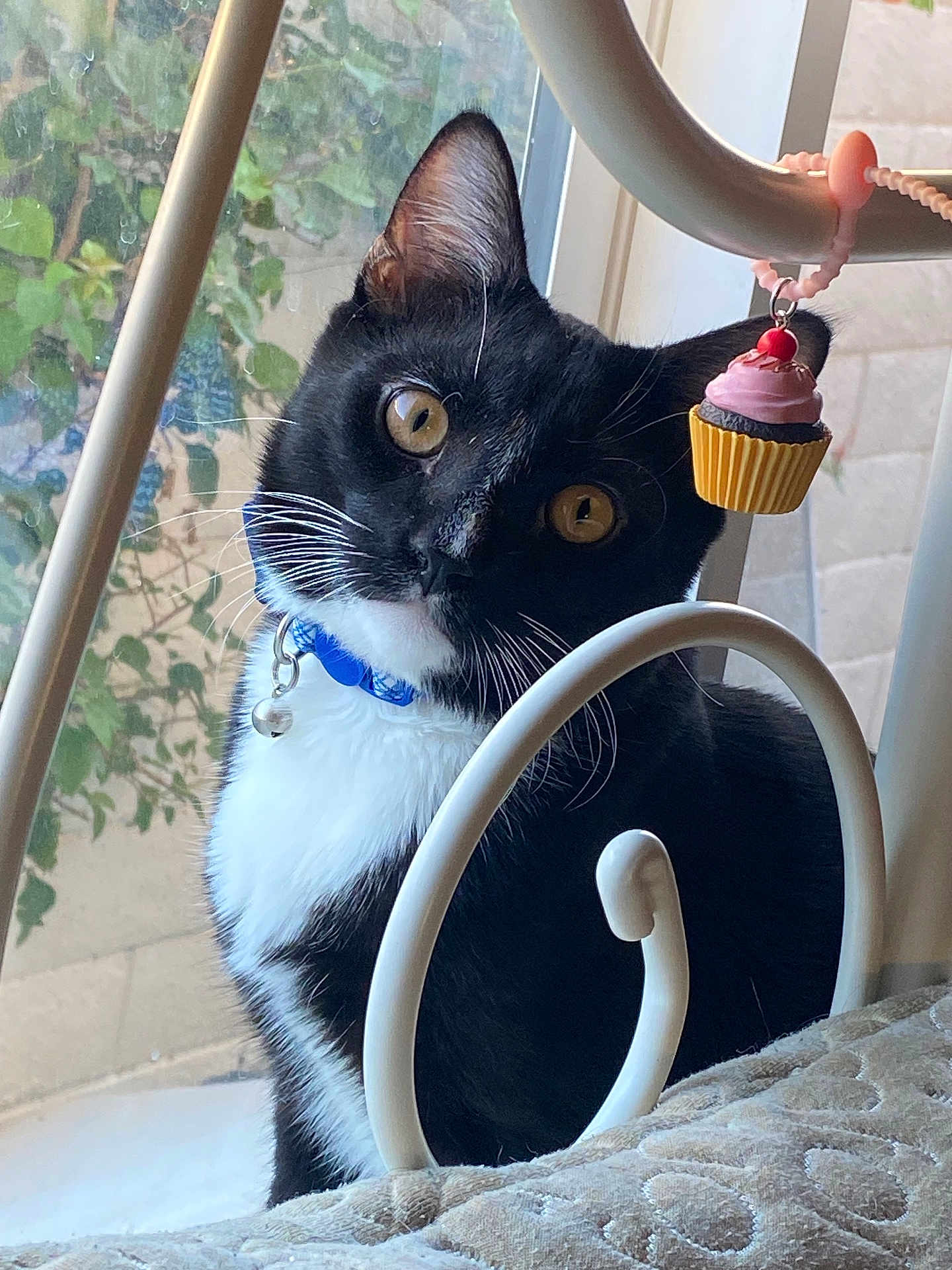 Sir.meow is registered to the contest to win money with this photo: cat, tuxedo_cat, pet, indoor, window, curious, yellow_eyes, collar, bell, bed_frame, cupcake_charm, whiskers, black_and_white, feline, portrait, close_up, domestic_animal, cute, head_tilt, soft_light