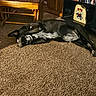 black_and_white, books, bookshelf, cabinet, carpet, chair, cozy, dog, home, indoors, living_room, long_body, lying_down, pet, relaxed, resting, sleeping, sunlight, white_markings, wooden_furniture