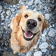Volt a rejoint le concours — aidez-le/la à gagner de superbes lots ! dog, golden_retriever, wet_fur, smiling, happy, close_up, rocks, outdoor, pet, canine, playful, animal, nature, looking_up, tongue_out, fur, muzzle, collar, background_blur, portrait