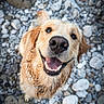 dog, golden_retriever, wet_fur, smiling, happy, close_up, rocks, outdoor, pet, canine, playful, animal, nature, looking_up, tongue_out, fur, muzzle, collar, background_blur, portrait