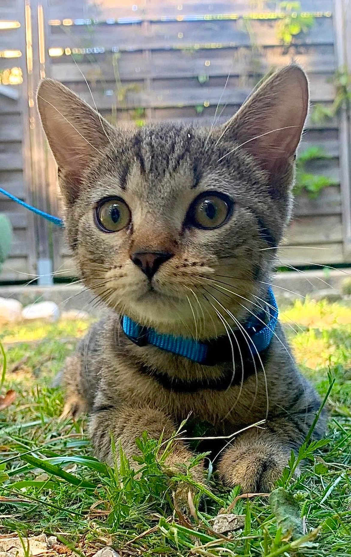Yoda participe au concours pour gagner de l'argent avec cette photo : cat, kitten, tabby, collar, grass, outdoor, close_up, whiskers, ears, green_eyes, fence, pet, paw, nature, portrait, curious, sitting, ground, young, animal