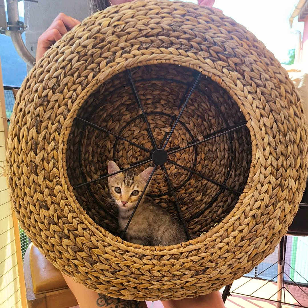 Klint participe au concours pour gagner de l'argent avec cette photo : animal, basket, cat, closeup, cozy, curious, cute, feline, hand, holding, home, indoor, kitten, looking, pattern, person, pet, small, texture, woven