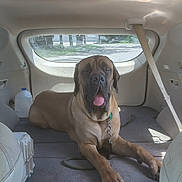 Sir Chancelot joined the competition — help win amazing prizes! animal, backseat, brown_fur, car_interior, chain_collar, daylight, dog, domestic_animal, large_dog, leash, mat, pet, relaxed, resting, seatbelt, sunlight, tongue_out, transportation, vehicle, window