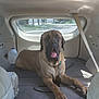 animal, backseat, brown_fur, car_interior, chain_collar, daylight, dog, domestic_animal, large_dog, leash, mat, pet, relaxed, resting, seatbelt, sunlight, tongue_out, transportation, vehicle, window