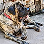 dog, brindle, drooling, red_collar, wood_stack, concrete, outdoor, large_dog, canine, tongue_out, paw, relaxed, animal, pet, mammal, daylight, resting, closeup, side_view, quiet
