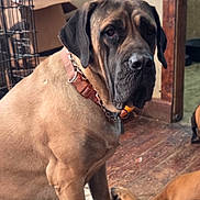 Lady Bug joined the competition — help win amazing prizes! dog, indoor, wooden_floor, crate, cardboard_box, brown_coat, collar, large_dog, pet, canine, floor, animal, fur, ears, sitting, closeup, domestic, household, resting, companions