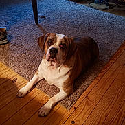 Copper is registered to the contest to win money with this photo: dog, indoor, carpet, wooden_floor, brown, white, pet, animal, resting, floor, furniture, table_leg, shoe, cozy, light, house, room, looking_up, companion, domestic